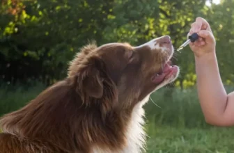 Quels sont les produits anti-anxiété les plus efficaces pour les chiens?