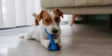Meilleurs jouets à mâcher pour divertir votre chien
